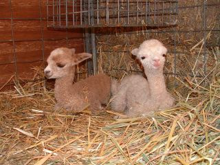 rare twin alpacas