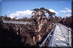 Treetop Walk